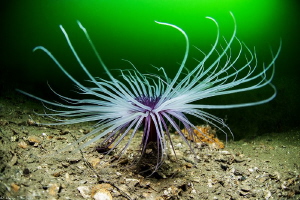 Cerianthus membranaceus (Thau lagoon) by Mathieu Foulquié 